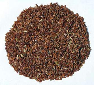 red rice